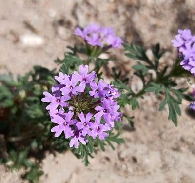 Prairie Verbena