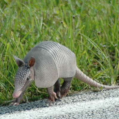 Armadillo