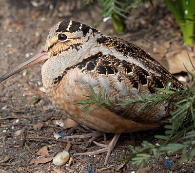 American Woodcock