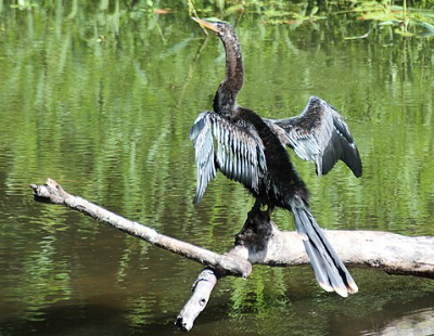 Anhinga