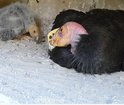 California Condor