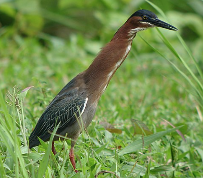 Green Heron