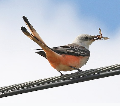 Scissor-tailed Flycatcher