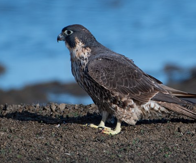 Peregrine Falcon