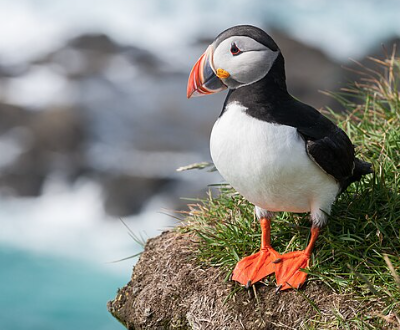 Puffin