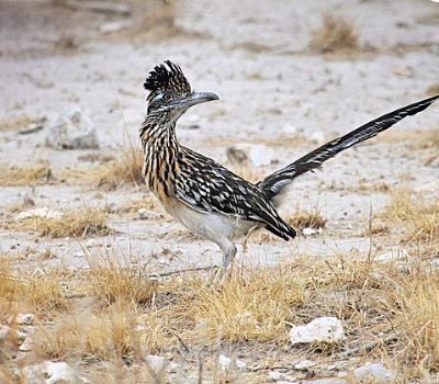 Roadrunner