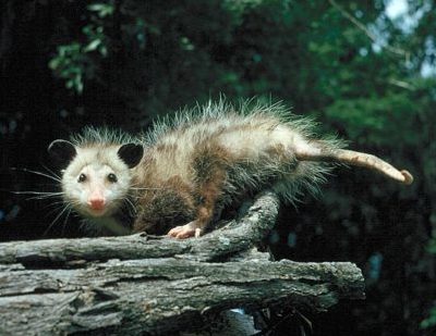 Virginia Opossum