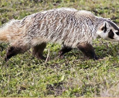 American Badger