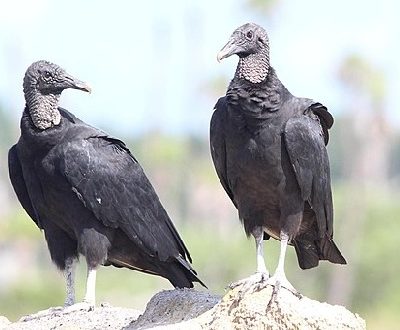 Black Vulture