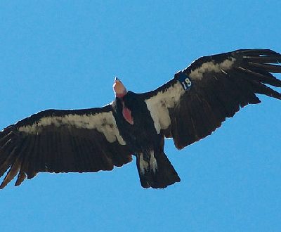 California Condor