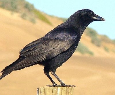 American Crow