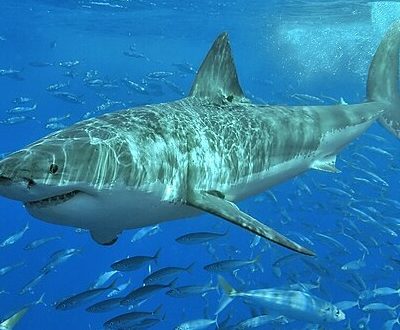 Great White Shark