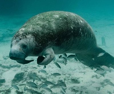 Manatee