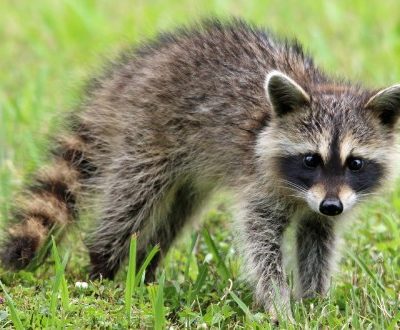 Raccoon