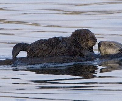 Sea Otter