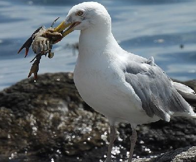 Seagull