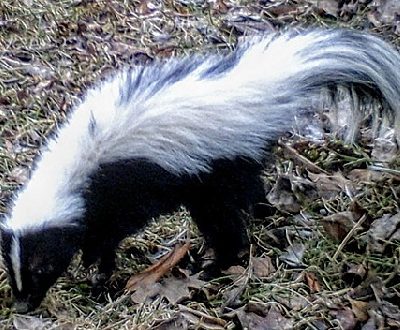 Skunk