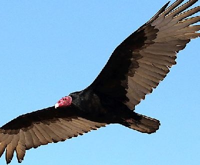 Turkey Vulture