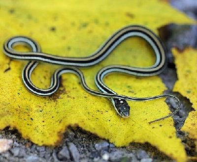 Eastern Ribbon Snake