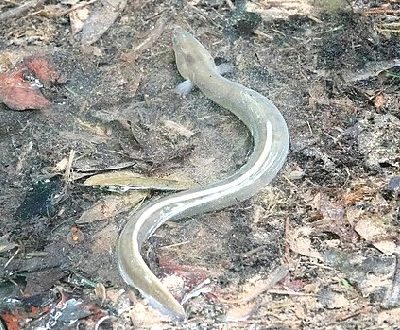 American Eel