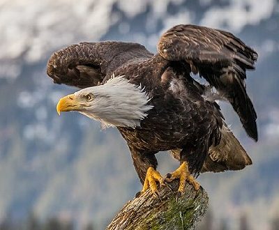 Bald Eagle