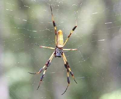 Banana Spider