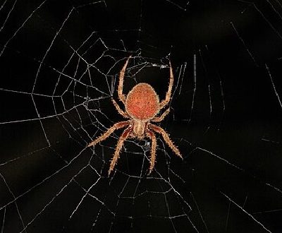 Barn Spider