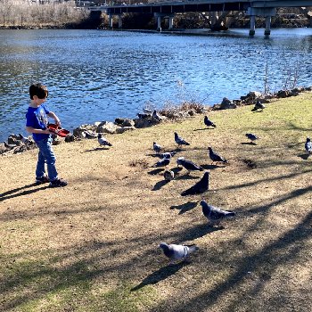 bird watching and feeding