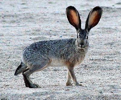 Black-tailed Jackrabbit