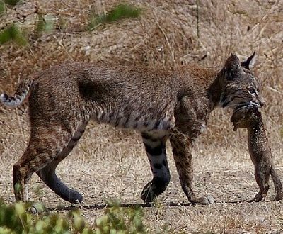 Bobcat