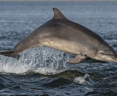 Bottlenose Dolphin