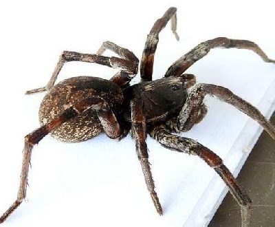 Carolina Wolf Spider 