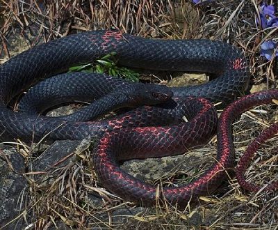 Coachwhip Snake