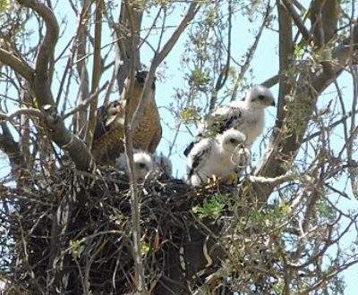 Coopers Hawk