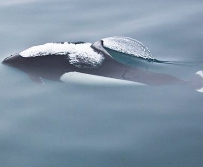 Dall's Porpoise