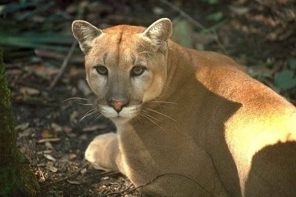 Florida_Panther