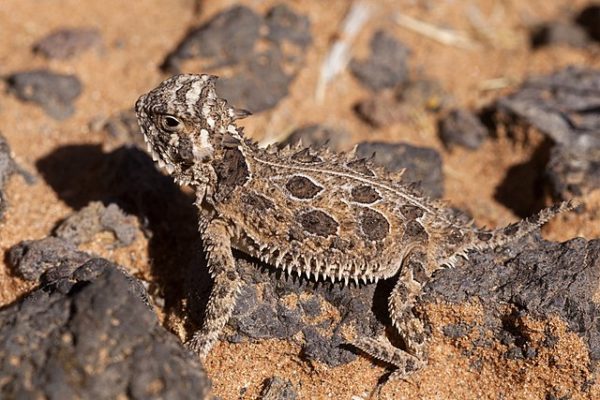 Phrynosoma cornutum, southeastern side of the West Potrillo Mountains, southwest of Mount Riley and northeast of Guzmans Lookout Mountain, 31.8817 -107.1332, Doña Ana County, New Mexico, 19 Oct 2016.