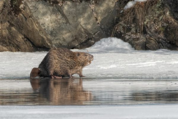 beaver, bever, animal-4946032.jpg