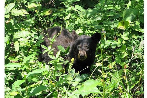 black bear