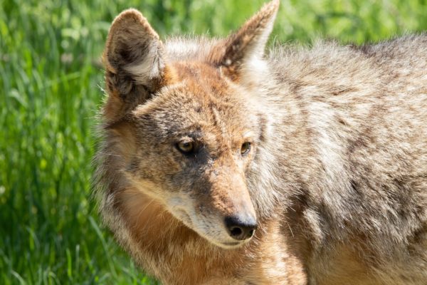 coyote, head, nature-6293290.jpg