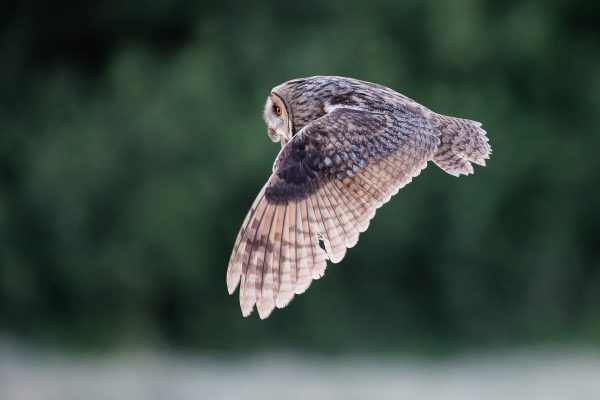 long-eared owl