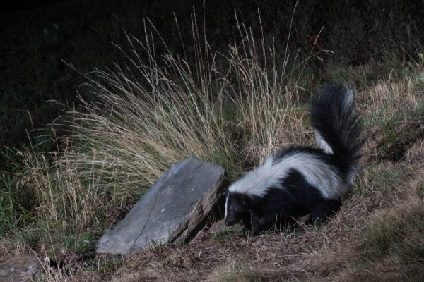 skunk, foraging, night-7348609.jpg