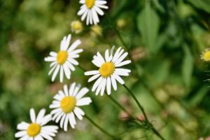 flowers, flowers daisies