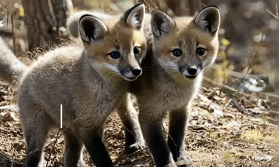 interesting fact about foxes