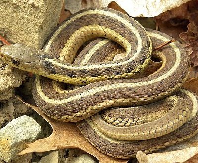 Garter Snakes 