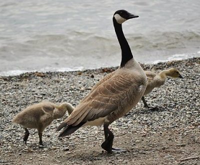 Canada Geese