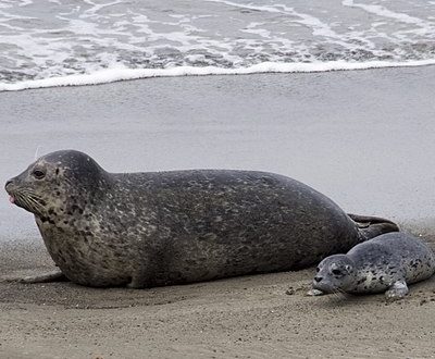 Harbor Seal