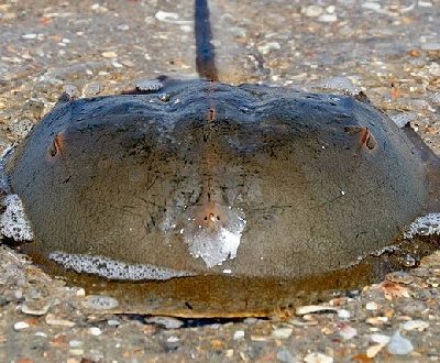 Horseshoe Crab