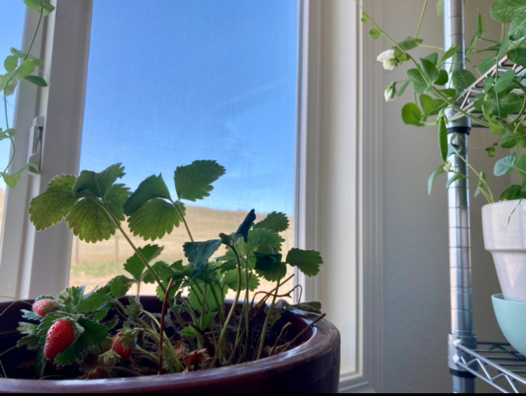 growing strawberries and snow peas indoors