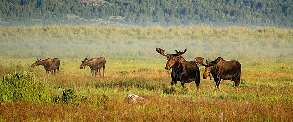 moose can dive 20 feet